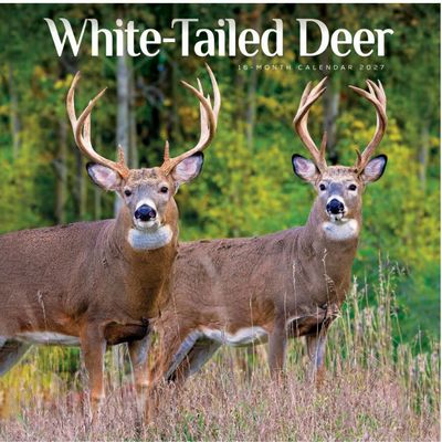 White Tailed Deer 2027 Wall Calendar