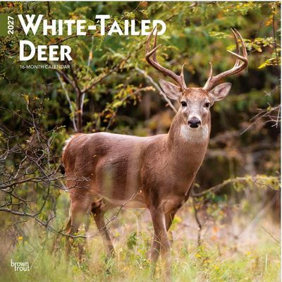 White Tailed Deer 2027 Wall Calendar